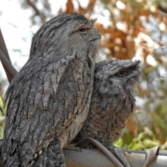 Podargus strigoides (Tawny Frogmouth) at Tharwa, ACT - 6 Dec 2019 by RodDeb