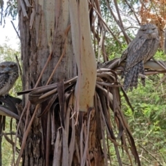 Podargus strigoides at Tharwa, ACT - 6 Dec 2019