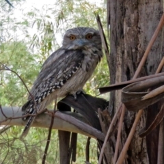 Podargus strigoides at Tharwa, ACT - 6 Dec 2019