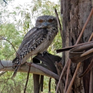 Podargus strigoides at Tharwa, ACT - 6 Dec 2019