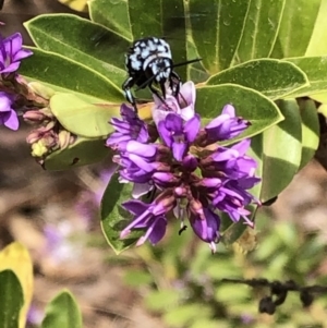 Thyreus caeruleopunctatus at Aranda, ACT - 7 Dec 2019