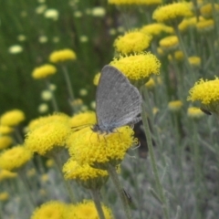 Zizina otis (Common Grass-Blue) at Campbell, ACT - 7 Dec 2019 by SilkeSma