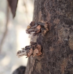 Psychidae (family) IMMATURE (Unidentified case moth or bagworm) at Mount Painter - 6 Dec 2019 by CathB