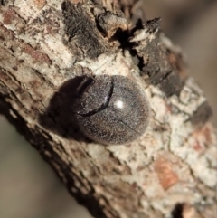 Coccinellidae (family) (Unidentified lady beetle) at Mount Painter - 6 Dec 2019 by CathB