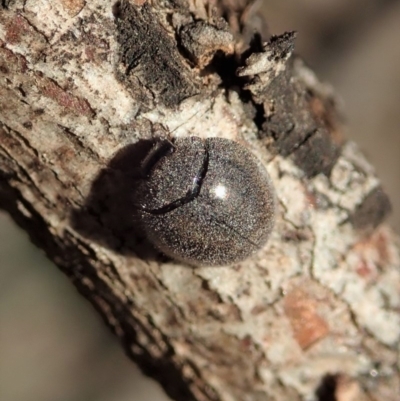 Coccinellidae (family) (Unidentified lady beetle) at Mount Painter - 6 Dec 2019 by CathB