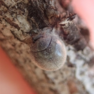 Coccinellidae (family) at Dunlop, ACT - 6 Dec 2019 06:46 PM