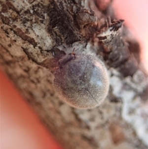 Coccinellidae (family) at Dunlop, ACT - 6 Dec 2019 06:46 PM