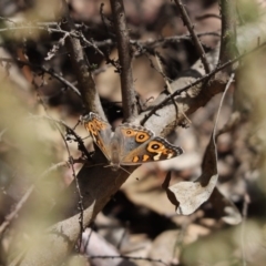 Junonia villida (Meadow Argus) at Cook, ACT - 6 Dec 2019 by Tammy