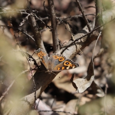 Junonia villida (Meadow Argus) at Cook, ACT - 7 Dec 2019 by Tammy