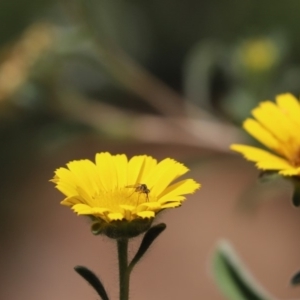 Geron sp. (genus) at Cook, ACT - 7 Dec 2019