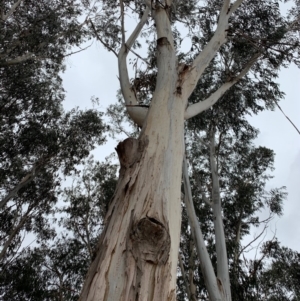 Eucalyptus globulus subsp. bicostata at Red Hill to Yarralumla Creek - 1 Dec 2019