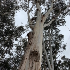 Eucalyptus globulus subsp. bicostata (Southern Blue Gum, Eurabbie) at Garran, ACT - 1 Dec 2019 by ebristow
