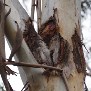 Eucalyptus globulus subsp. bicostata at Red Hill to Yarralumla Creek - 1 Dec 2019