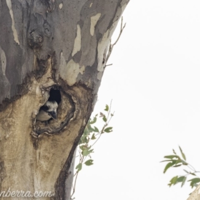 Dacelo novaeguineae (Laughing Kookaburra) at Red Hill Nature Reserve - 29 Nov 2019 by BIrdsinCanberra