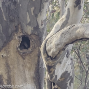 Dacelo novaeguineae at Garran, ACT - 30 Nov 2019 08:14 AM