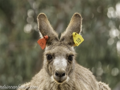 Macropus giganteus (Eastern Grey Kangaroo) at Garran, ACT - 30 Nov 2019 by BIrdsinCanberra