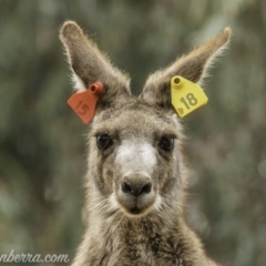 Macropus giganteus at Garran, ACT - 30 Nov 2019