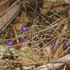 Unidentified Other Wildflower (TBC) at Seven Mile Beach National Park - 27 Nov 2019 by gerringongTB