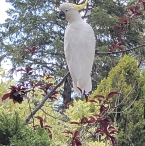 Cacatua galerita at Aranda, ACT - 7 Dec 2019