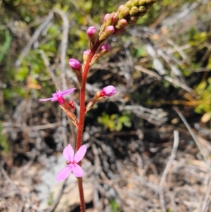 Stylidium armeria subsp. armeria at Cotter River, ACT - 7 Dec 2019 10:38 AM