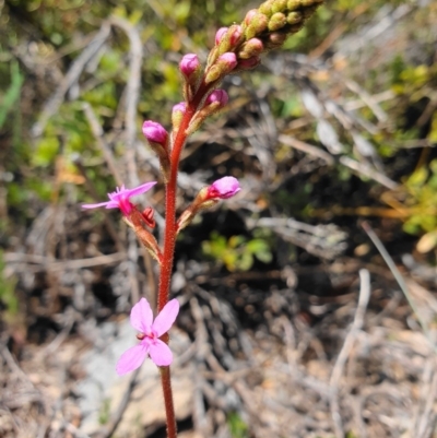 Stylidium armeria subsp. armeria (Trigger Plant) at Cotter River, ACT - 6 Dec 2019 by shoko