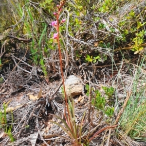 Stylidium armeria subsp. armeria at Cotter River, ACT - 7 Dec 2019 10:38 AM