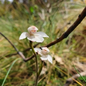 Caladenia alpina at Cotter River, ACT - suppressed