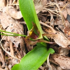 Chiloglottis valida (Large Bird Orchid) at Bimberi Nature Reserve - 7 Dec 2019 by shoko