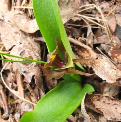 Chiloglottis valida (Large Bird Orchid) at Bimberi Nature Reserve - 7 Dec 2019 by shoko