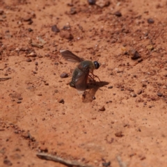 Comptosia stria (A bee fly) at Mount Ainslie - 7 Dec 2019 by DPRees125