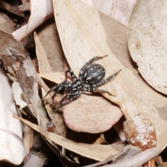 Nyssus albopunctatus (White-spotted swift spider) at Fyshwick, ACT - 4 Dec 2019 by DPRees125