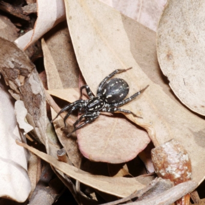 Nyssus albopunctatus (White-spotted swift spider) at Jerrabomberra Wetlands - 4 Dec 2019 by DPRees125