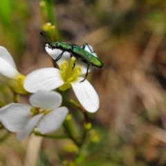 Eleale aspera (Clerid beetle) at Cotter River, ACT - 7 Dec 2019 by shoko