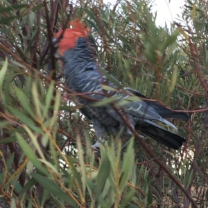 Callocephalon fimbriatum at Deakin, ACT - 7 Dec 2019