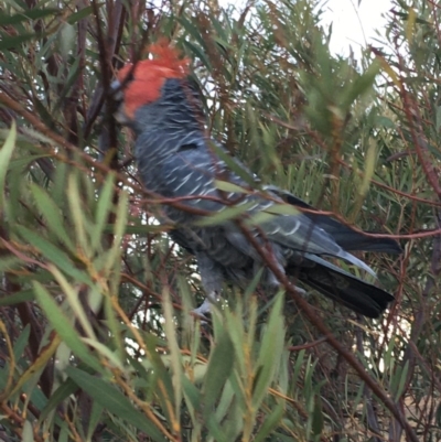 Callocephalon fimbriatum (Gang-gang Cockatoo) at Hughes Grassy Woodland - 7 Dec 2019 by KL