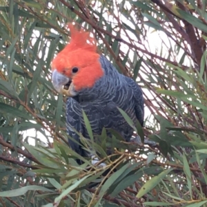 Callocephalon fimbriatum at Deakin, ACT - 7 Dec 2019