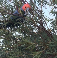 Callocephalon fimbriatum at Deakin, ACT - suppressed