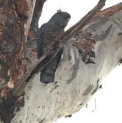 Callocephalon fimbriatum (Gang-gang Cockatoo) at GG146 - 7 Dec 2019 by KL