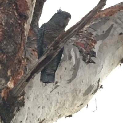 Callocephalon fimbriatum (Gang-gang Cockatoo) at GG146 - 7 Dec 2019 by KL