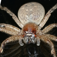 Neosparassus calligaster at Ainslie, ACT - 6 Dec 2019