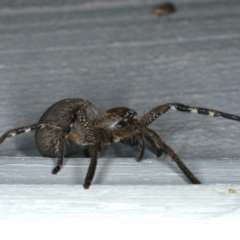 Neosparassus calligaster at Ainslie, ACT - 6 Dec 2019