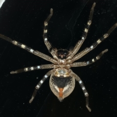 Neosparassus calligaster at Ainslie, ACT - 6 Dec 2019