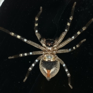 Neosparassus calligaster at Ainslie, ACT - 6 Dec 2019