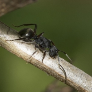 Polyrhachis phryne at Scullin, ACT - 3 Nov 2019 07:17 AM