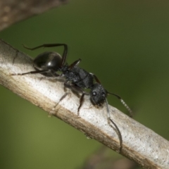 Polyrhachis phryne (A spiny ant) at Scullin, ACT - 2 Nov 2019 by AlisonMilton