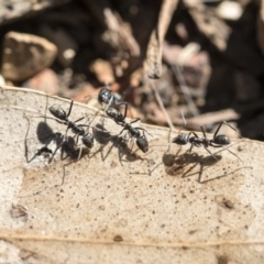 Iridomyrmex mayri at Gossan Hill - 25 Aug 2019 by AlisonMilton