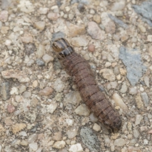 Noctuidae unclassified IMMATURE moth at Higgins, ACT - 6 Sep 2019 10:37 AM