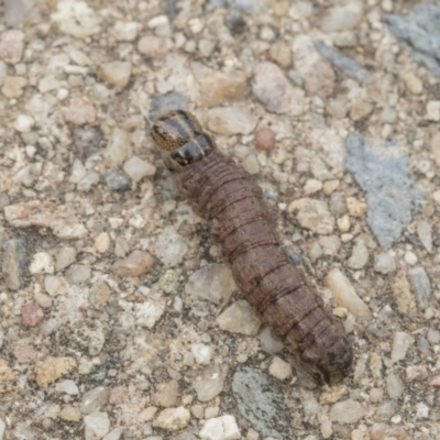 Noctuidae unclassified IMMATURE moth (Immature Noctuidae Moth) at Higgins, ACT - 6 Sep 2019 by AlisonMilton