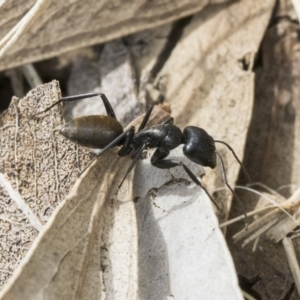 Camponotus aeneopilosus at Scullin, ACT - 6 Sep 2019