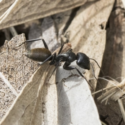 Camponotus aeneopilosus (A Golden-tailed sugar ant) at Scullin, ACT - 6 Sep 2019 by AlisonMilton